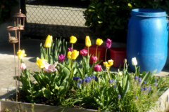 KODAK Digital Still Camera
