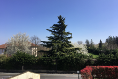 Zinedine-5